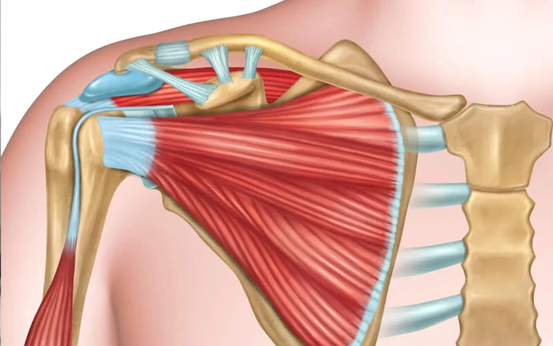Manguito rotador: la rutina preventiva de 10 minutos con bandas para que el hombro no te frene